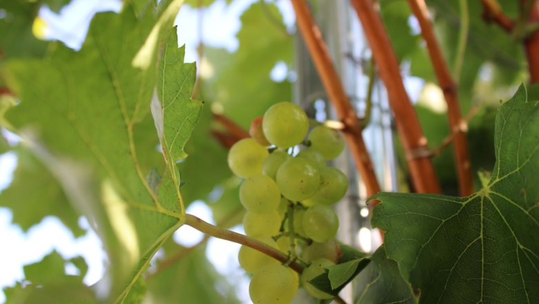 Grapes in the vineyard, &copy; Weingut B&auml;uerl