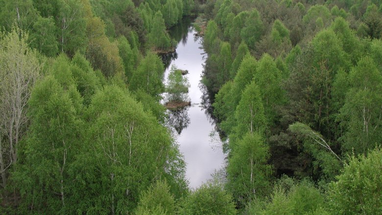 Aerial view of a green forest with a narrow river in the middle.