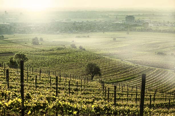 View from the Anninger, &copy; Johanneshof Reinisch