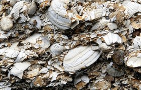 Close-up of broken mussel shells in various sizes and shapes.