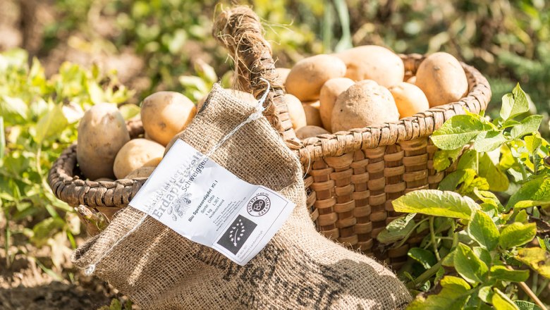 Basket with potatoes and jute sack outdoors.