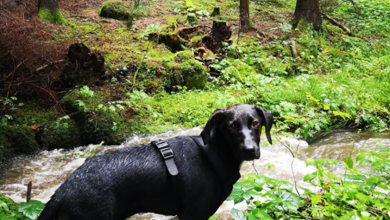 Hike in the Steinbachklamm gorge, &copy; G&auml;stezimmer Wei&szlig;