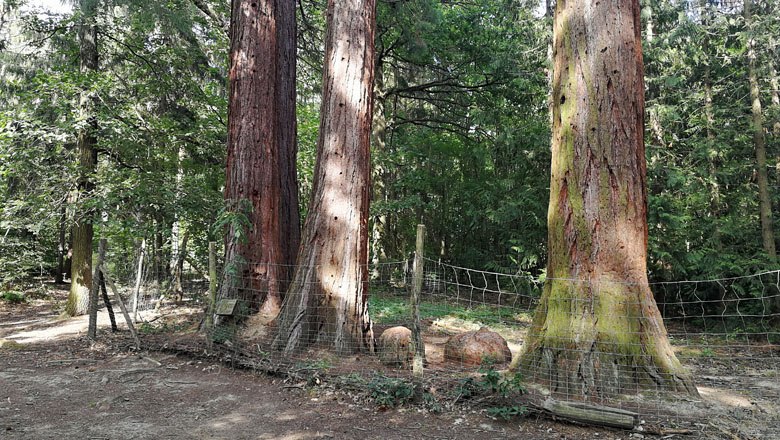 Three large sequoia trees behind a fence in the Paudorf forest.