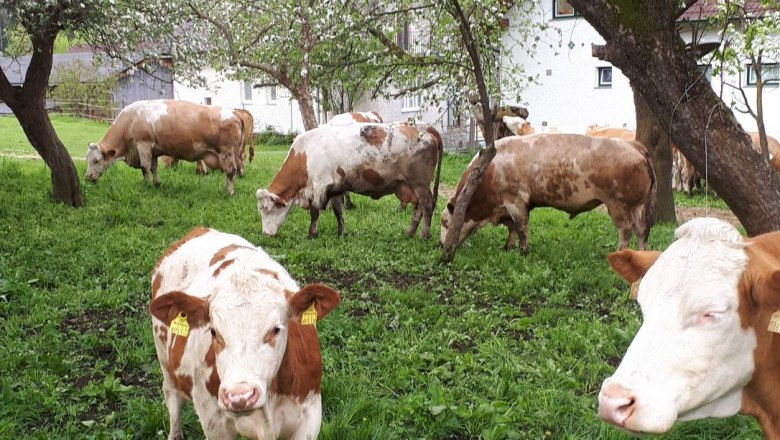 Cows, &copy; Rosina Steinbrunner