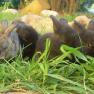 Several dwarf rabbits lying in the grass.