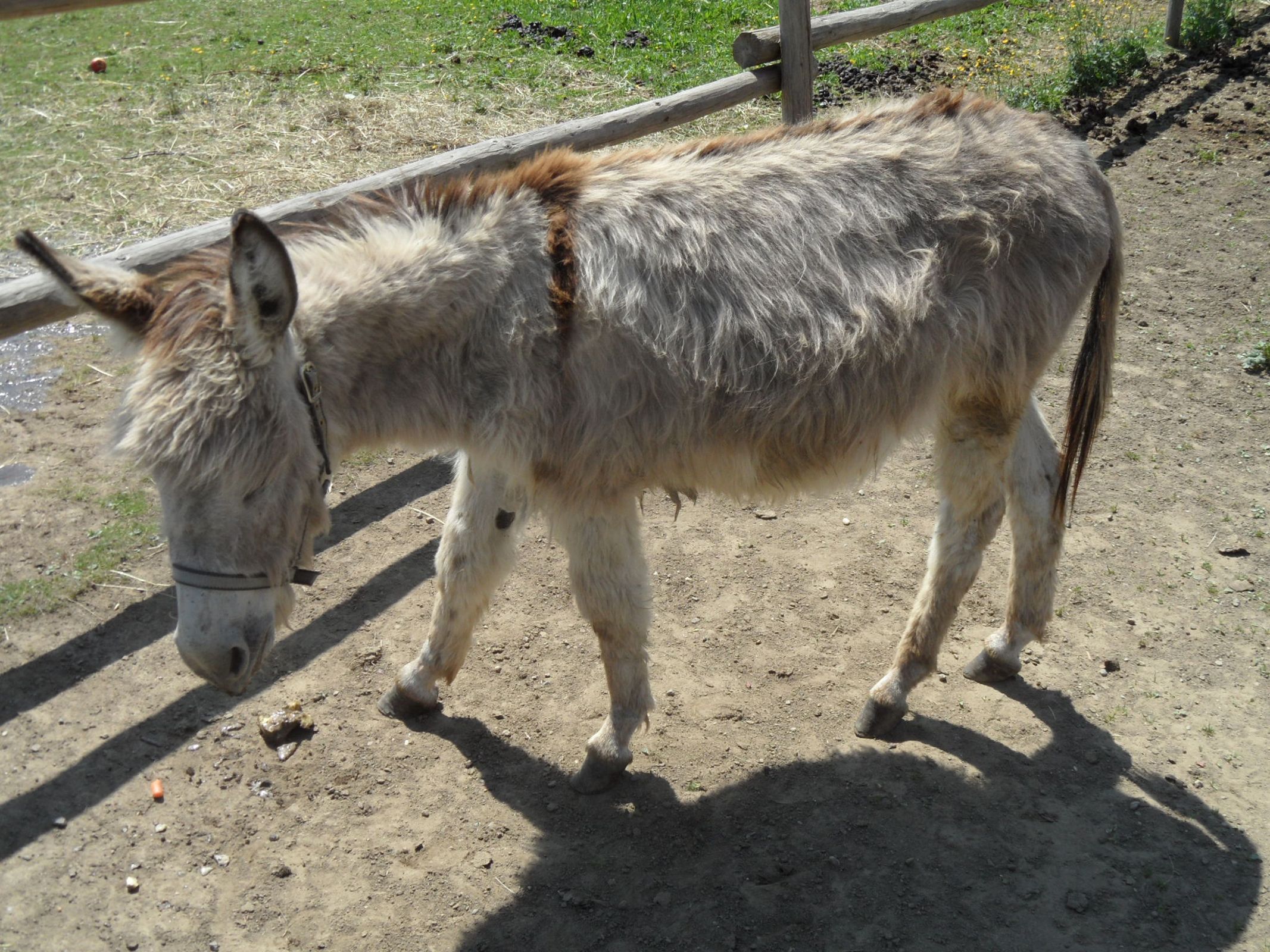 Heini the donkey
