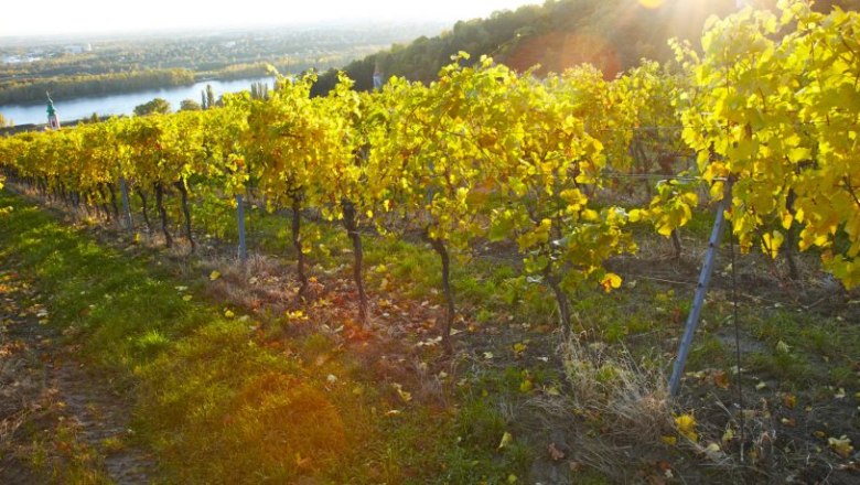 wine1, © stiftklosterneuburg