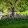 Sheep on a pasture in front of a farmhouse in a green landscape.