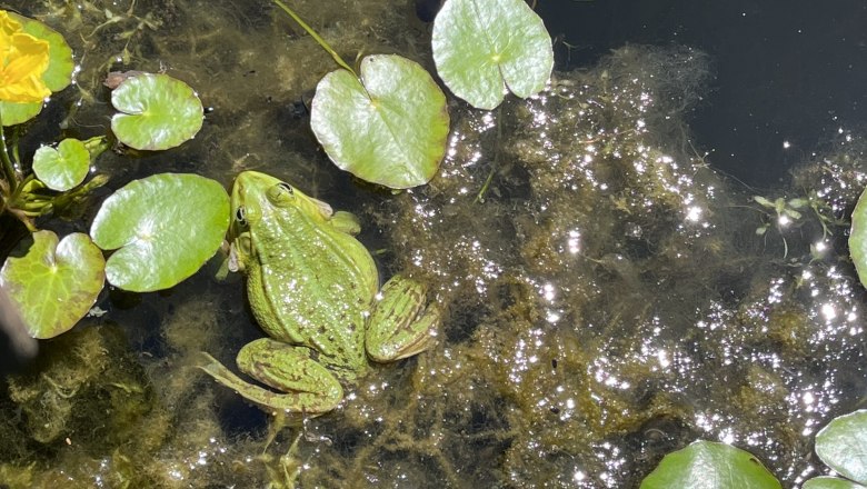 A green frog sits on water plants in a pond, surrounded by lily pads and reflections of sunlight.