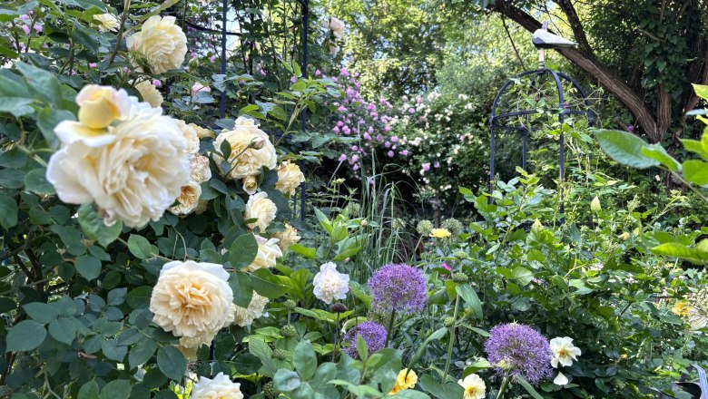 A blooming cottage garden with yellow roses and purple ornamental leeks, surrounded by lush greenery.