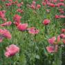Poppy field, © Jutta`s Ferientraum, Günter Prohaska