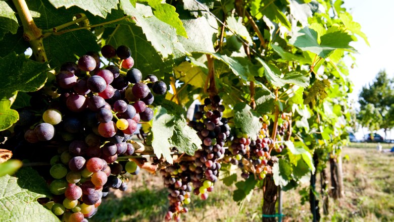 Carnuntum wine route, © Weinstraße Niederösterreich/Tom Lamm