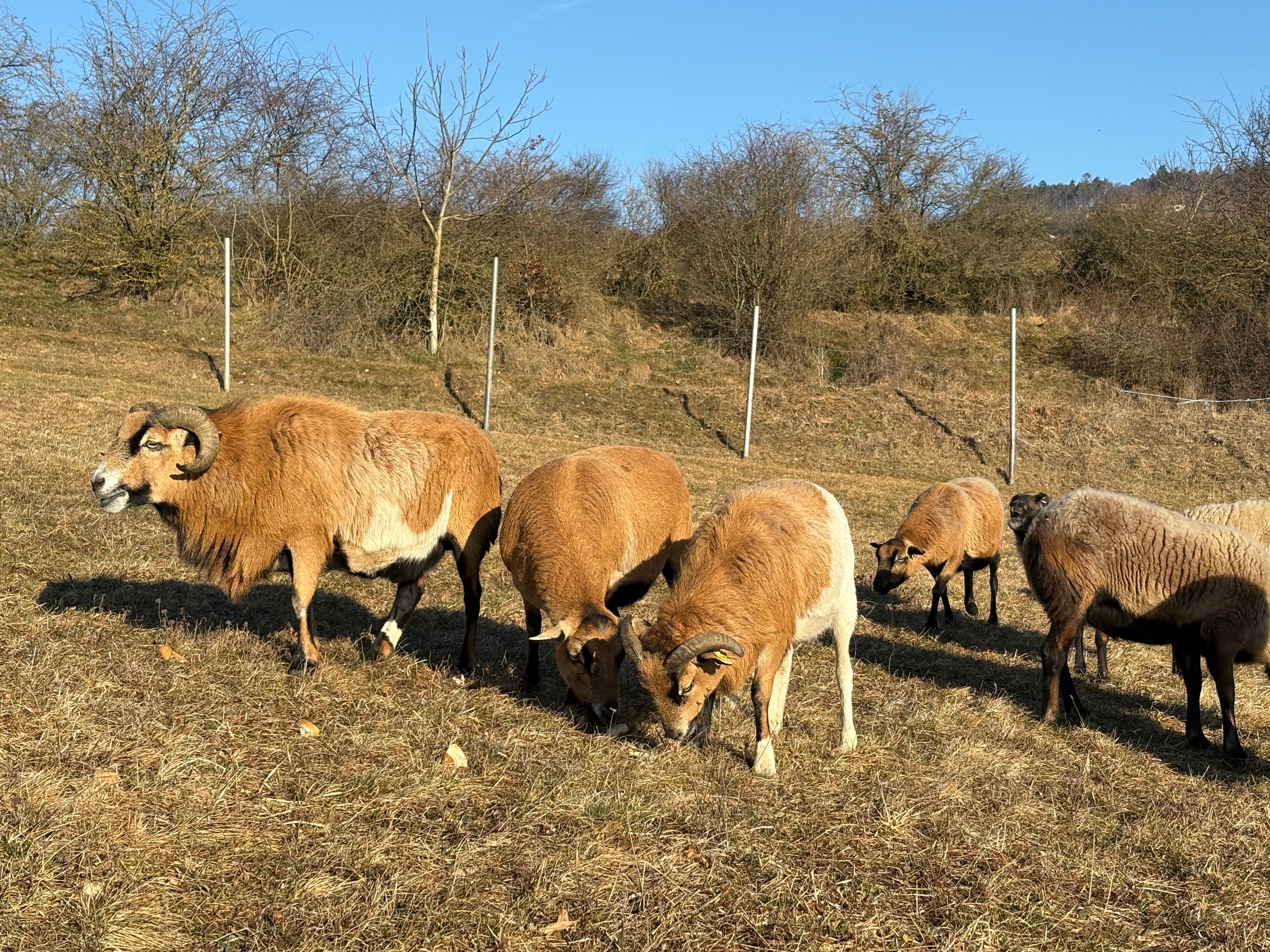 A group of sheep graze in a meadow on a sunny day.