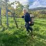 A child with a wooden bucket in the vineyard during the grape harvest.