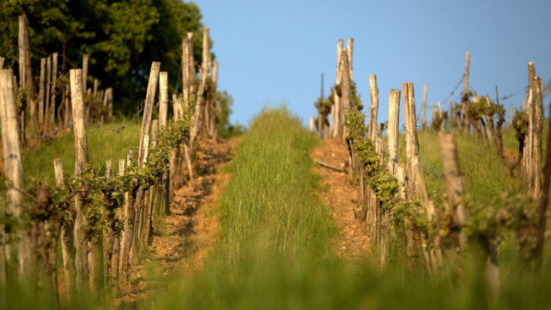 the vineyard, &copy; Stefan &Ouml;sterreicher