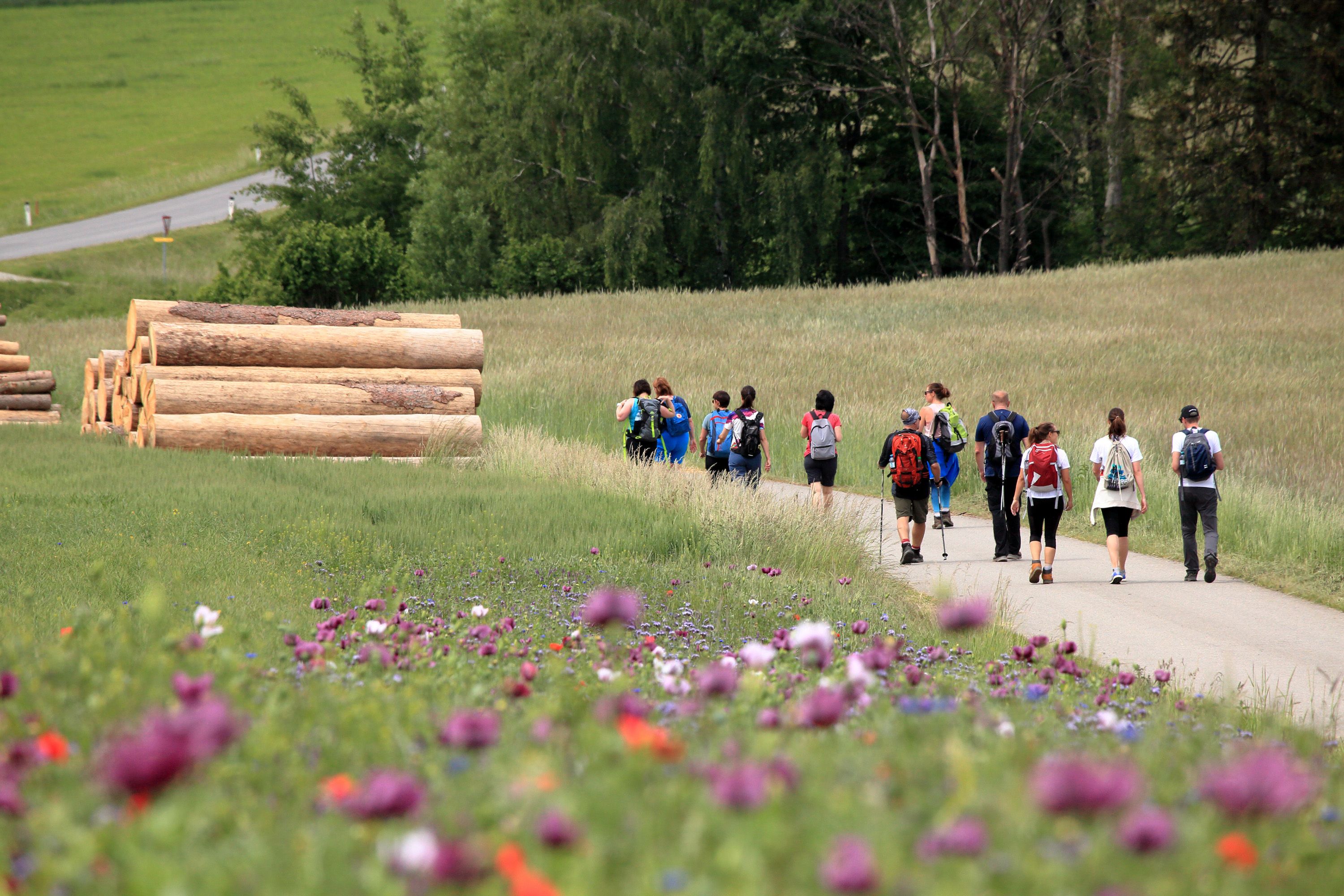 Group of hikers on a path next to a poppy meadow.