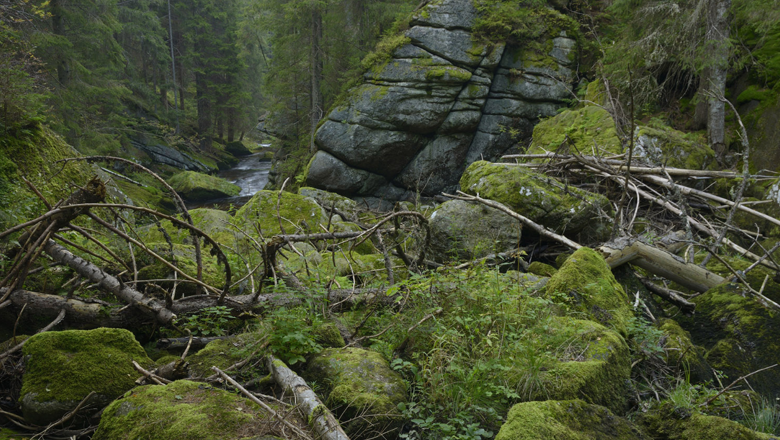 Moss-covered rocks and fallen trees in a wooded gorge.