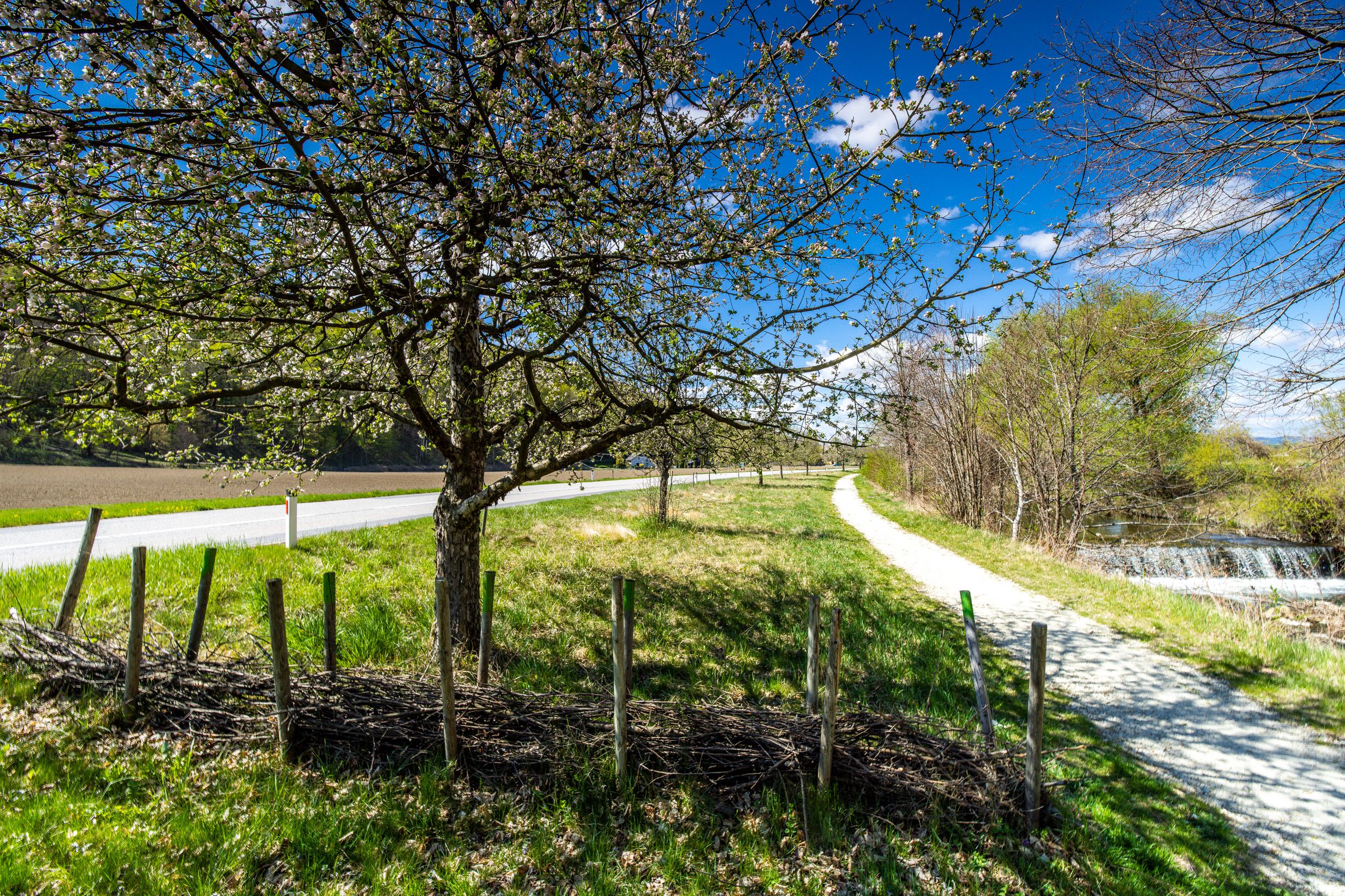 A flat path leads through a spring landscape, with a stream at the edge