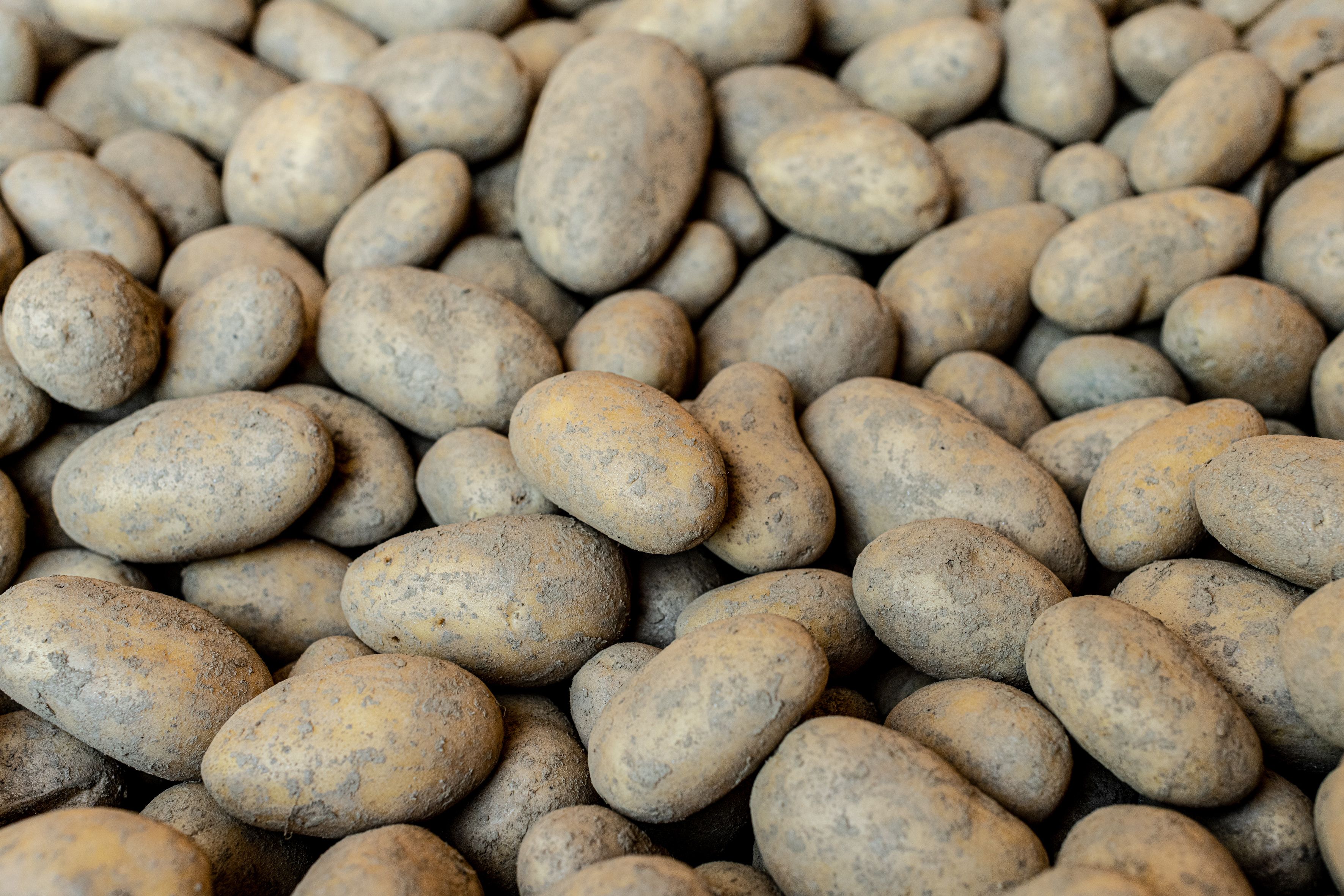 Pick up many potatoes that are close together.