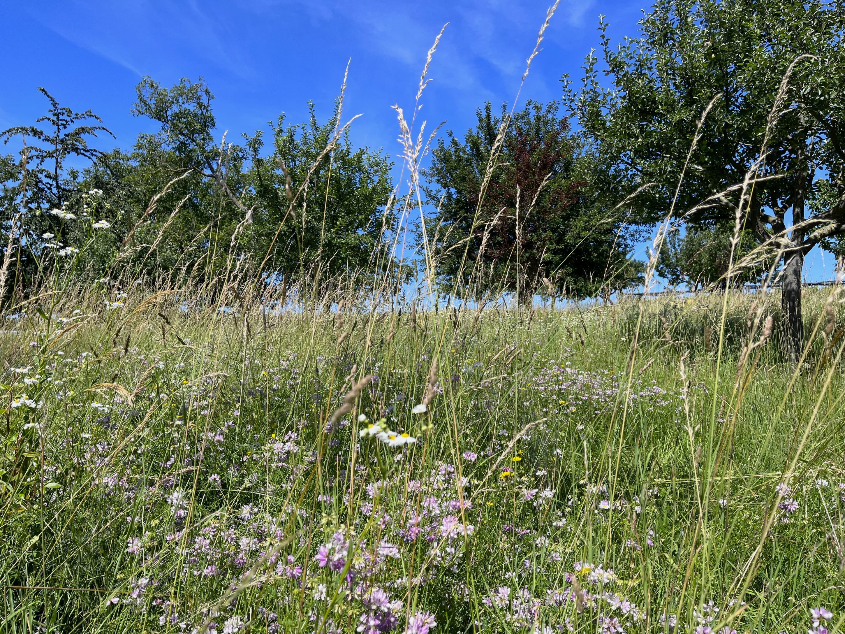 Meadow with wildflowers and trees under a blue sky.