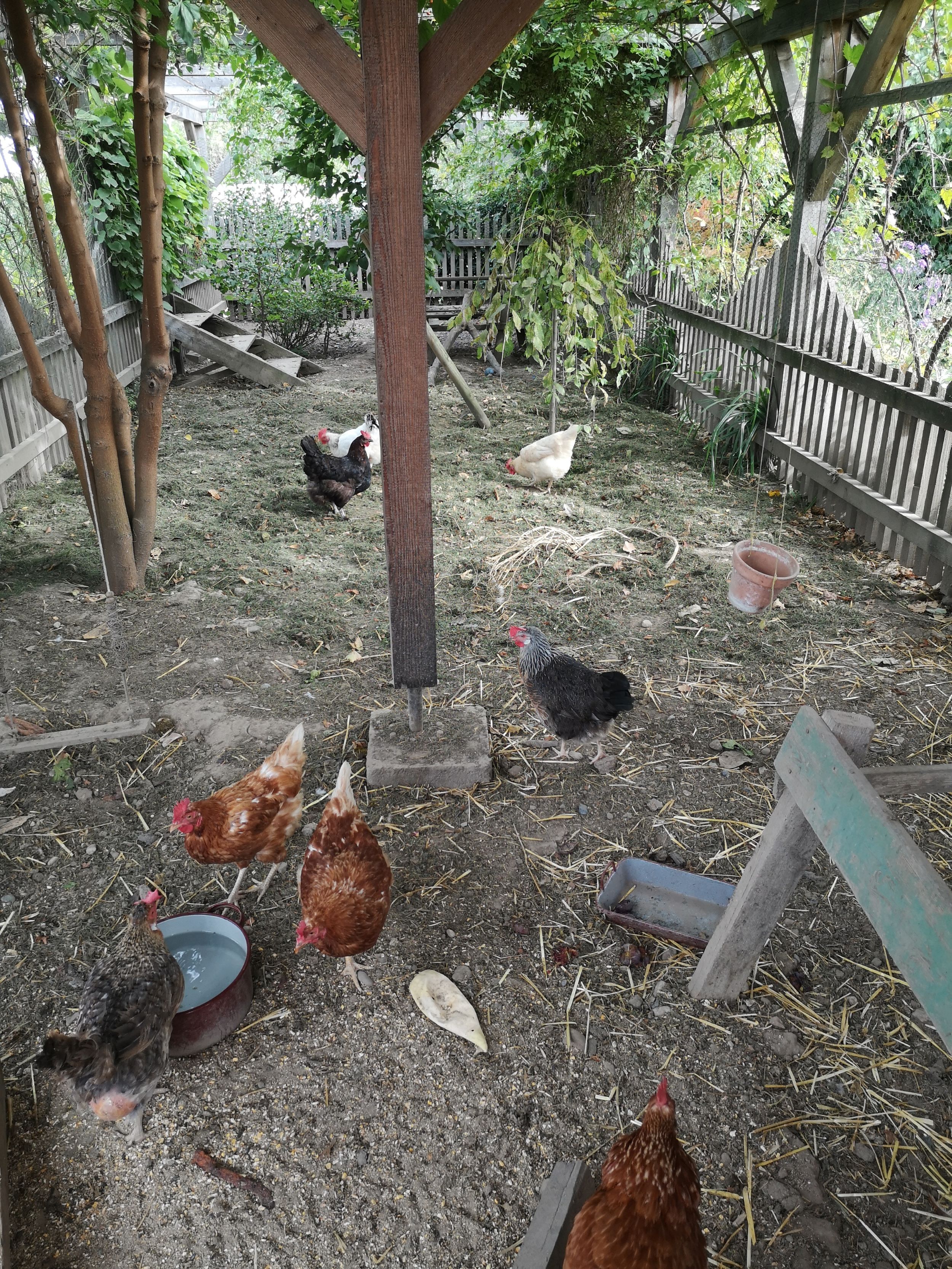 Chickens in a fenced enclosure with trees and feeding stations.