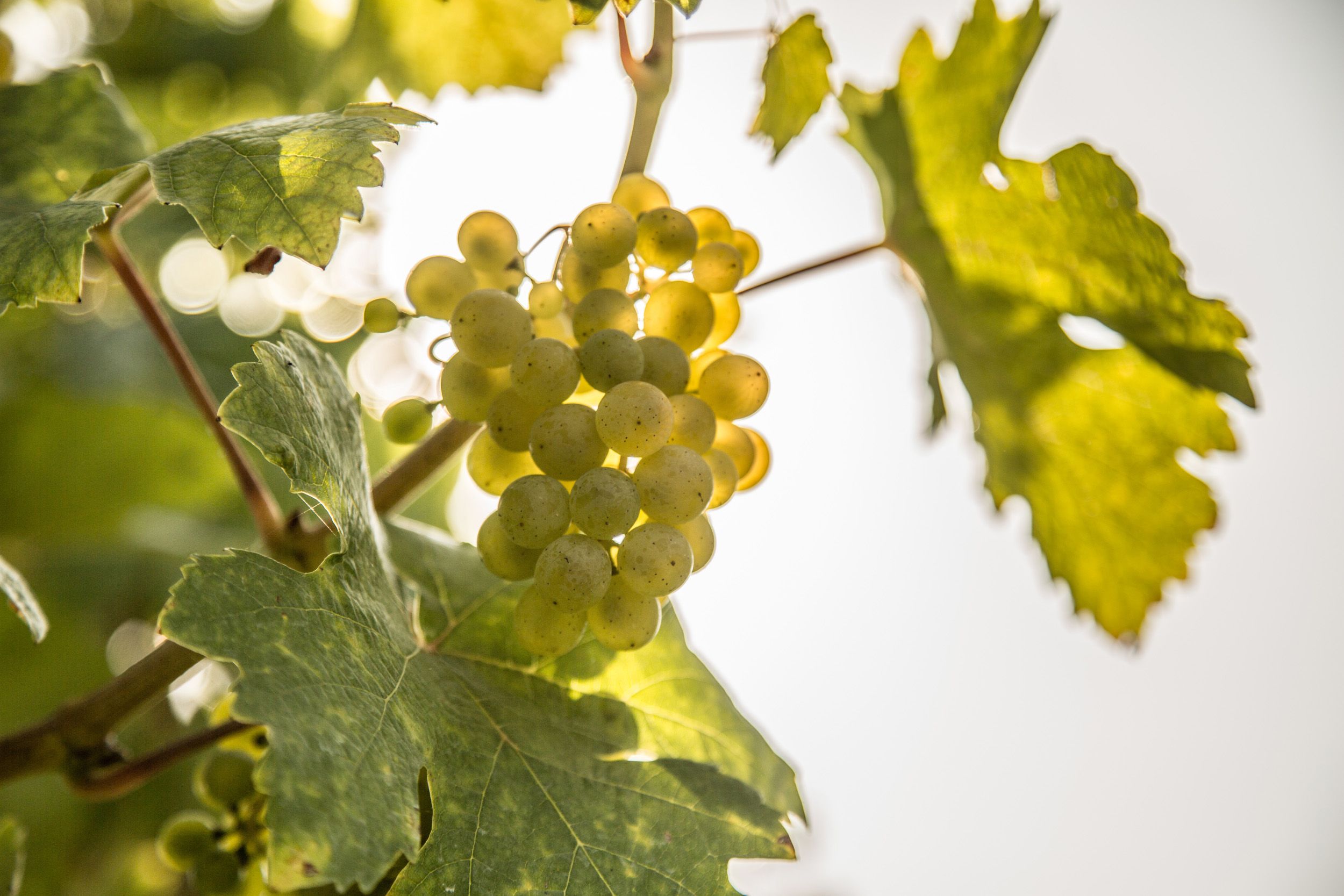 Vines in the Wachau