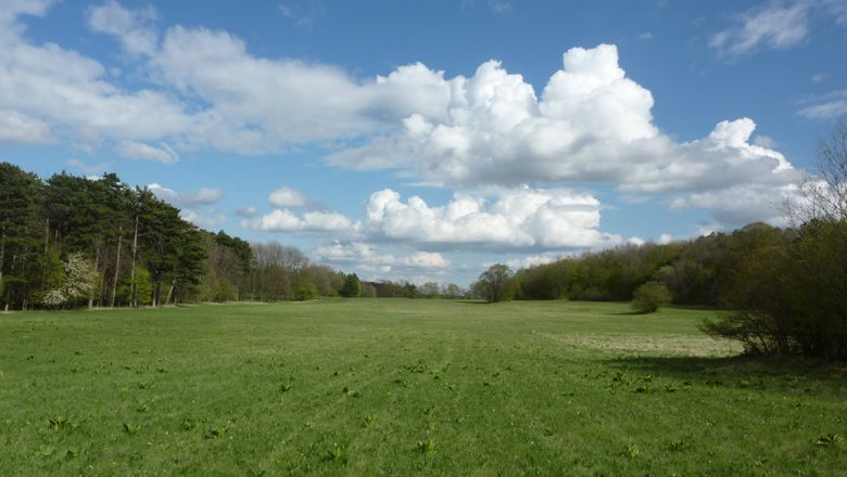 Green meadow with trees and clouds in the sky.