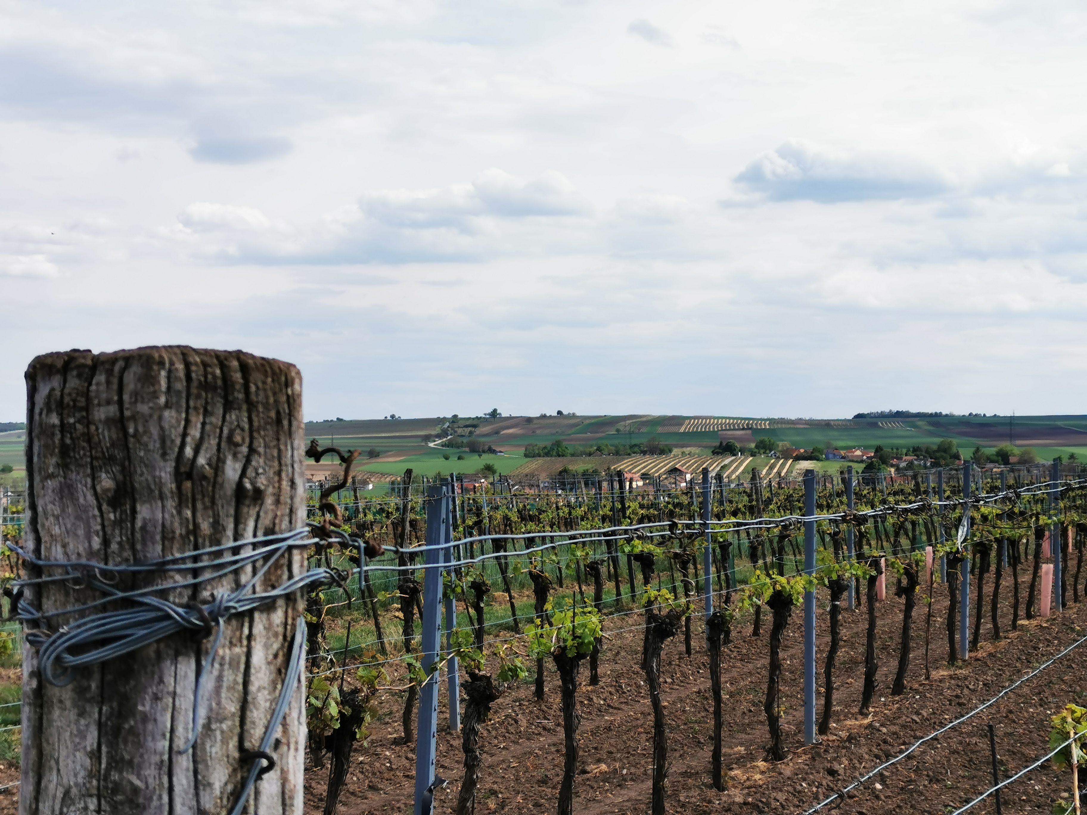 Vineyards with posts in the foreground and hills in the background.