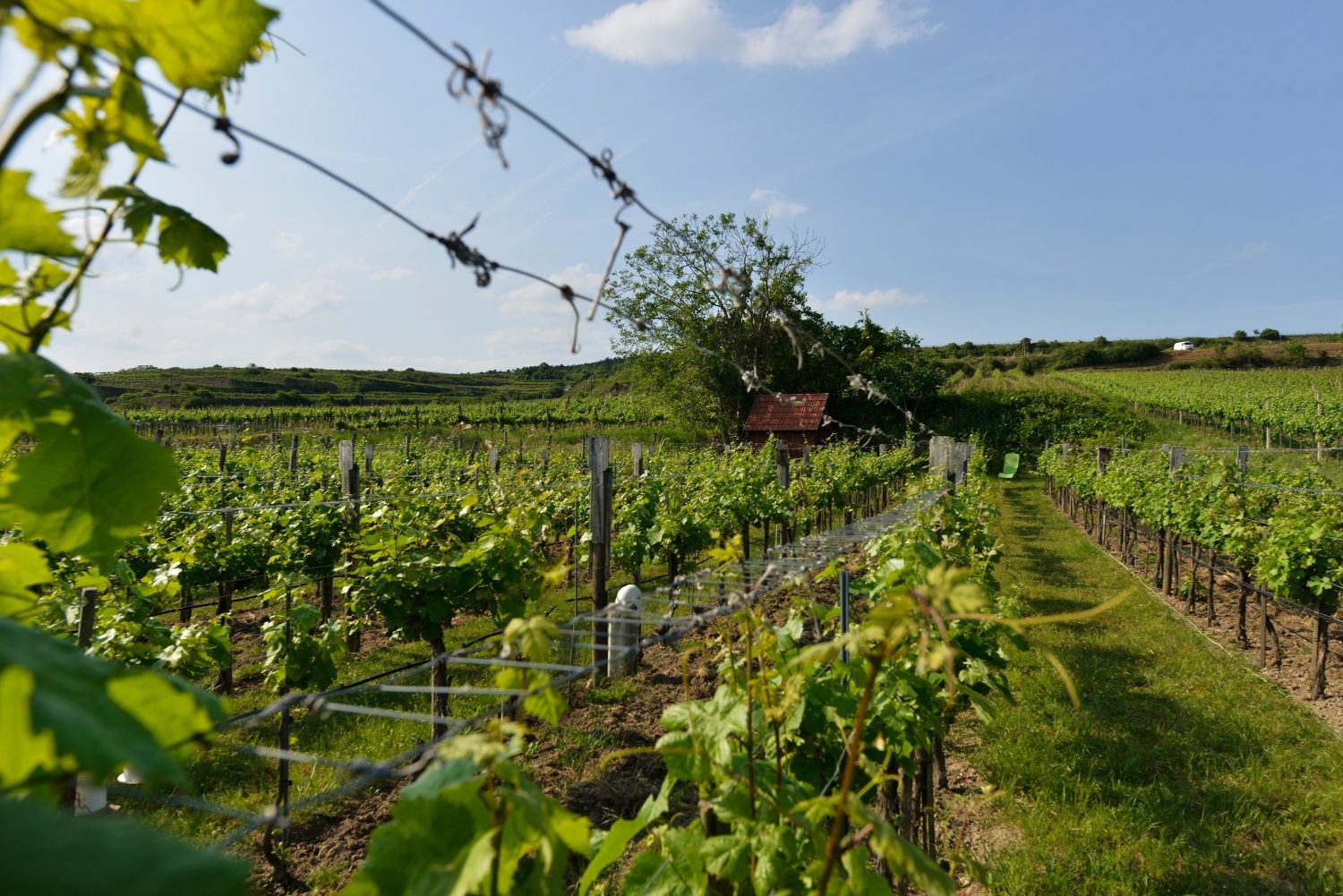 Vineyards on the Wagram