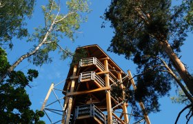 Wooden lookout tower in a forest, surrounded by tall trees, under a blue sky.