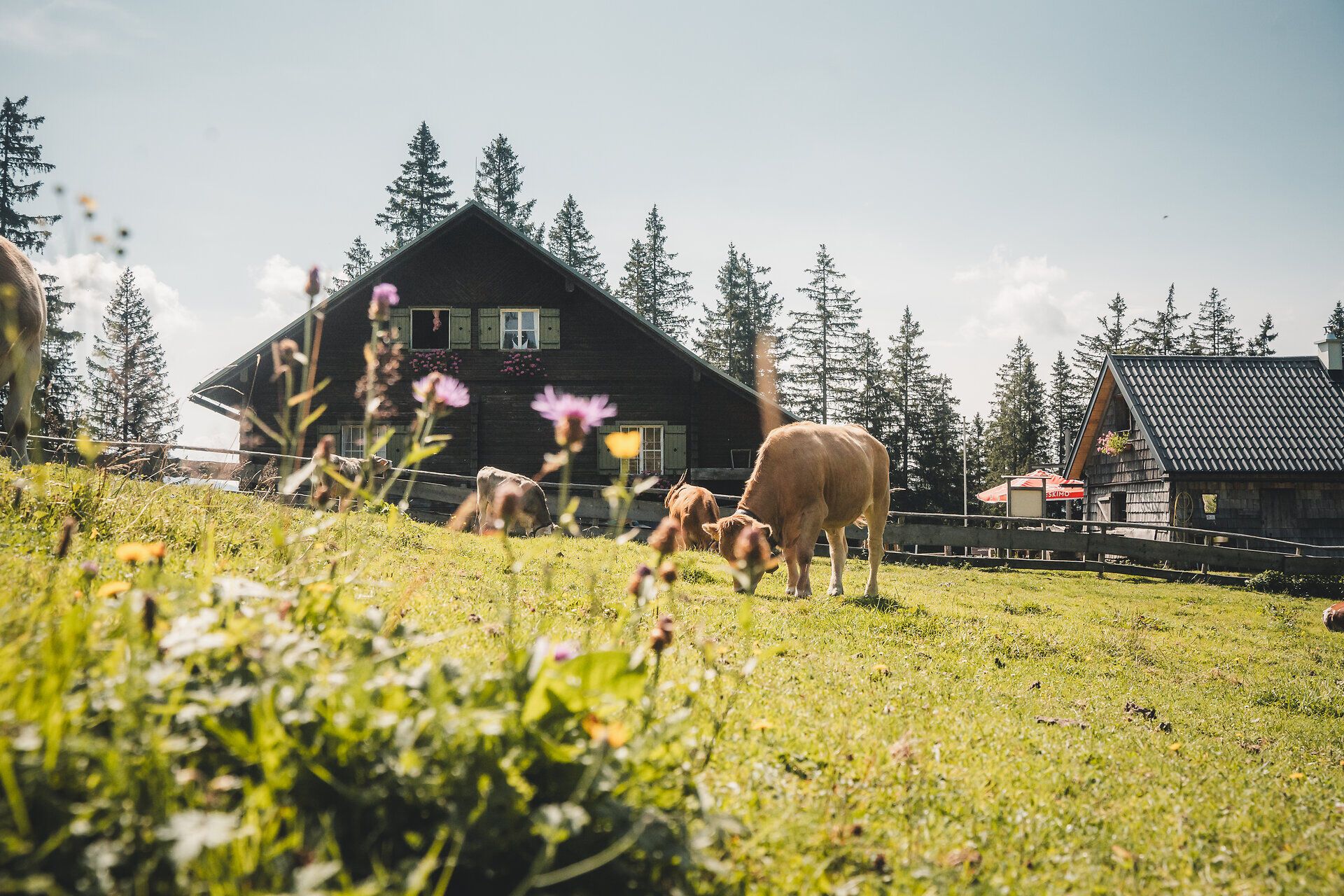 Kühe auf der Alm bei der Kitzhütte im Gebiet Eisenstraße im Mostviertel.