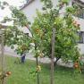 A garden with apricot trees in front of a modern house.