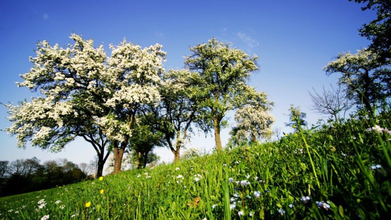 Blossoming fruit trees in a green meadow under a blue sky.