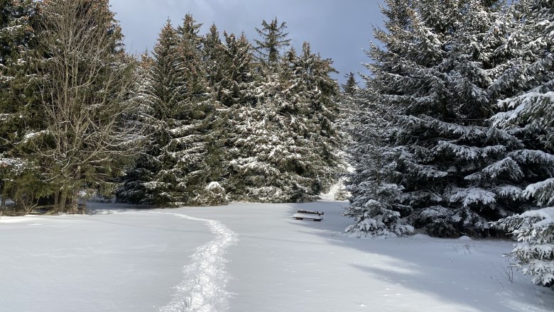 Snow-covered forest path with footprints and a bench in the snow.