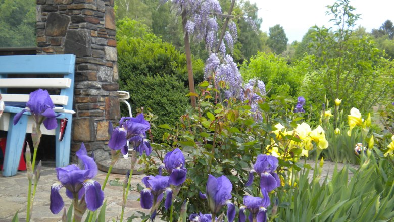 A blooming garden with purple and yellow flowers, a stone wall and a blue bench.