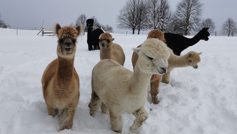 The gang, © Fuchsteich Alpakas