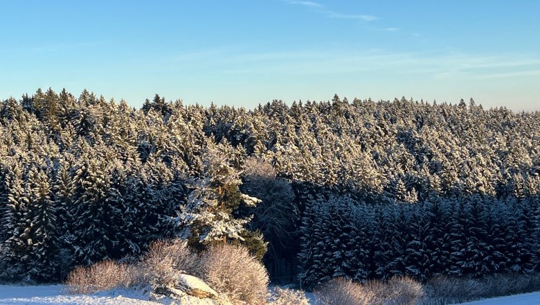 Snow-covered forest under a clear blue sky.