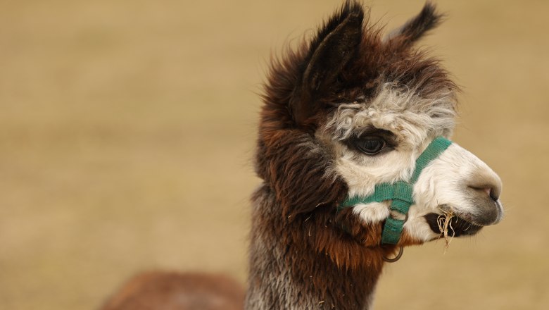 Close-up of a brown alpaca with a green halter and white head in a field.
