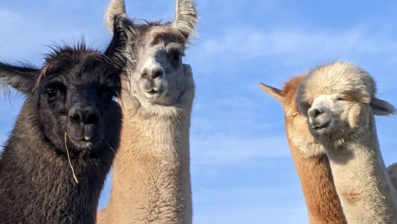 Mares, © Hofstetter Ranch