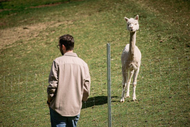 Alpacas, &copy; Eichbergers