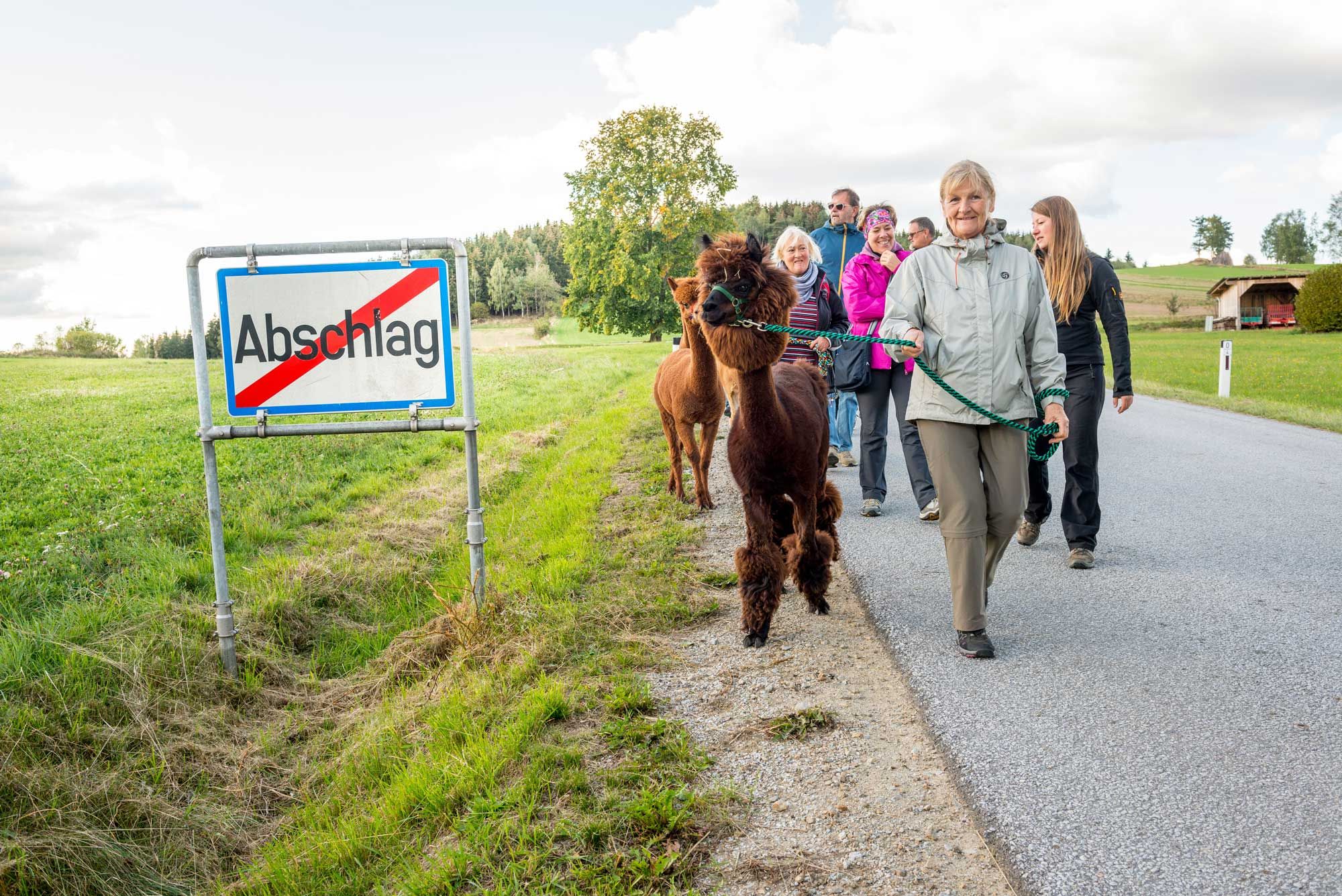 Alpaca hike