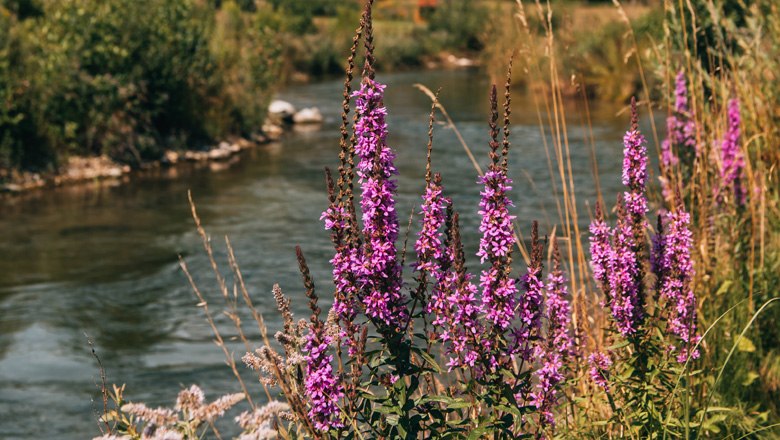 Purple flowers on the banks of a river with a green background.