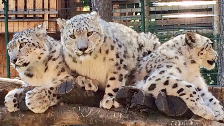 White tigers, © Weißer Zoo