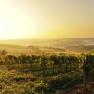 Vineyards in the Weinviertel at sunset.