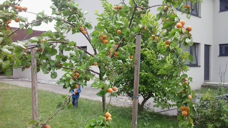 A garden with apricot trees in front of a modern house.