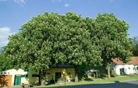 Large flowering tree in front of small buildings in a wine cellar lane.