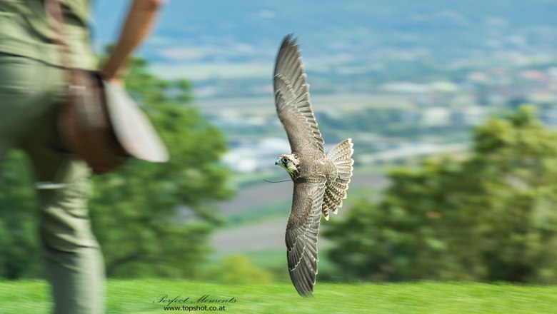 A falcon flies just above the ground while a person stands in the background.