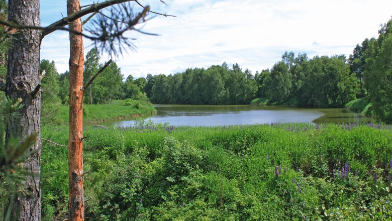 A peaceful pond surrounded by green vegetation and trees.