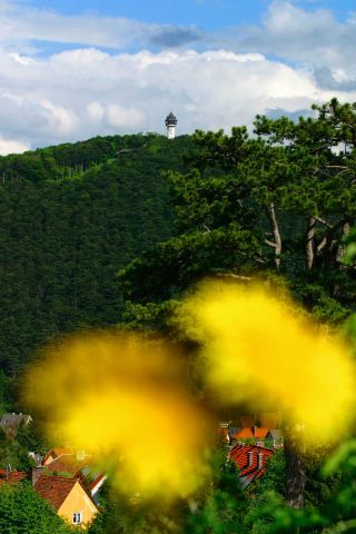 View of the Jubiläumswarte Berndorf on a wooded hill, with blurred yellow flowers in the foreground.