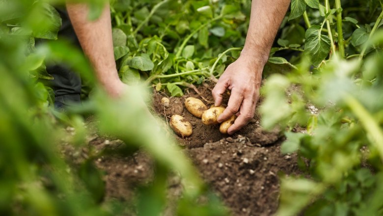Hands harvesting potatoes from the soil between green plants.